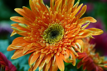 Close up of beautiful flower with nature background. The image contain certain grain or noise and soft focus.