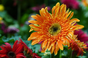 Close up of beautiful flower with nature background. The image contain certain grain or noise and soft focus.