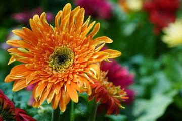 Close up of beautiful flower with nature background. The image contain certain grain or noise and soft focus.