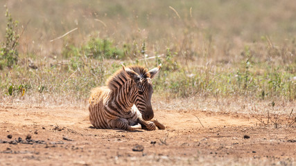Obraz na płótnie Canvas Zebra foal rolling in the red dust of Nairobi National Park