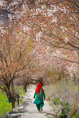 A women in traditional india dress or sari walking under under apricot trees in full bloom path way...