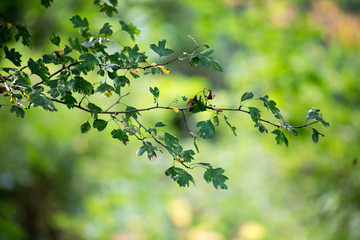 Leaves twigs green and yellow color beautiful background. Summer forest. Nature of Azerbaijan close up.