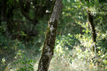 Leaves twigs green and yellow color beautiful background. Summer forest. Nature of Azerbaijan close up.