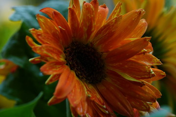 Close up of beautiful flower with nature background. The image contain certain grain or noise and soft focus.