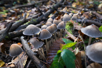 Knopfstieliger Büschelrübling (Collybia confluens)