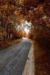 road with brown trees in autumn in  the mountain, autumn colors in the forest