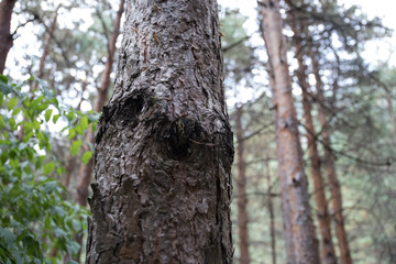 Bark of Pine Tree close up. Beautiful pine forest at summer time.
