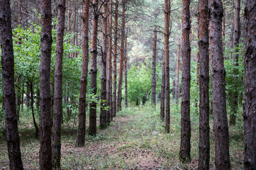 Bark of Pine Tree close up. Beautiful pine forest at summer time.