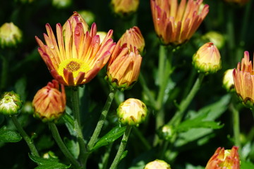 Close up of beautiful flower with nature background. The image contain certain grain or noise and soft focus.