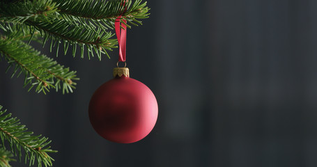 red chrismas ball on a spruce branch indoor