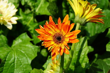 Close up of beautiful flower with nature background. The image contain certain grain or noise and soft focus.