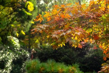 Maple tree in the autumn park