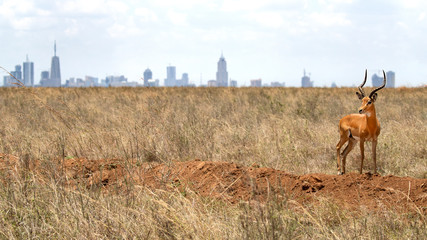 Male impala against the backdrop of Nairobi city