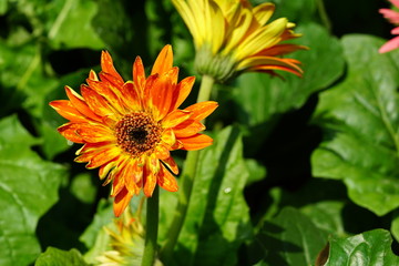 Close up of beautiful flower with nature background. The image contain certain grain or noise and soft focus.
