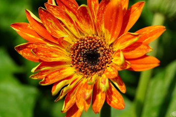 Close up of beautiful flower with nature background. The image contain certain grain or noise and soft focus.