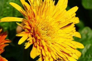 Close up of beautiful flower with nature background. The image contain certain grain or noise and soft focus.