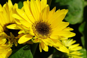 Close up of beautiful flower with nature background. The image contain certain grain or noise and soft focus.