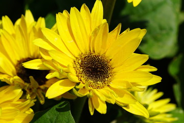 Close up of beautiful flower with nature background. The image contain certain grain or noise and soft focus.