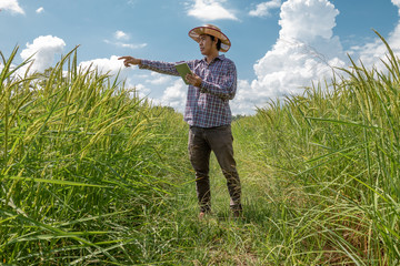 Smart  farmer hold a tablet in the rice field. Smart farming and digital agriculture concept