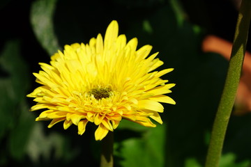 Close up of beautiful flower with nature background. The image contain certain grain or noise and soft focus.