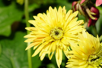 Close up of beautiful flower with nature background. The image contain certain grain or noise and soft focus.