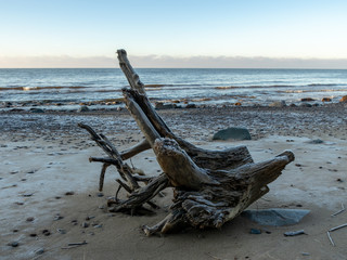 an old wooden root of the seashore early in the morning
