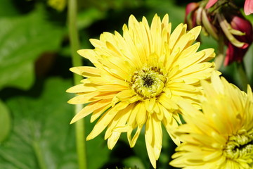 Close up of beautiful flower with nature background. The image contain certain grain or noise and soft focus.