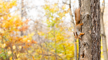 Red squirrel descends down the trunk of a pine tree. Wild pet on blurred autumn forest nature...