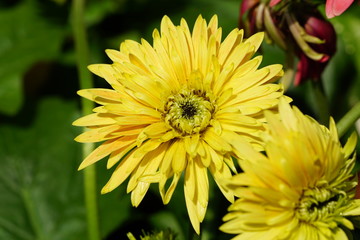 Close up of beautiful flower with nature background. The image contain certain grain or noise and soft focus.