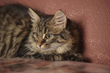 beautiful fluffy Siberian kitten on a brown