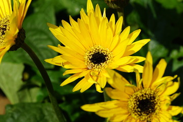 Close up of beautiful flower with nature background. The image contain certain grain or noise and soft focus.