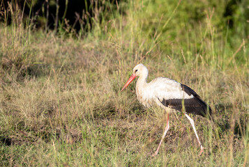 One white stork walking in the grass of the Masai Mara