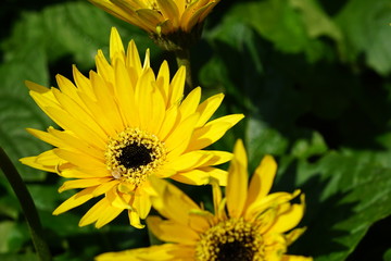 Close up of beautiful flower with nature background. The image contain certain grain or noise and soft focus.