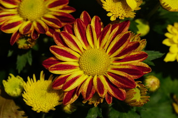 Obraz premium Close up of beautiful flower with nature background. The image contain certain grain or noise and soft focus.