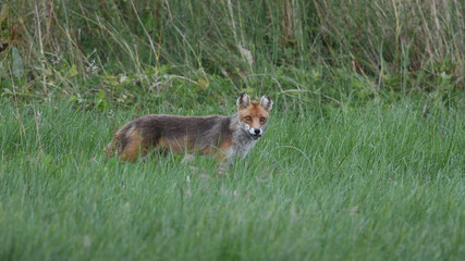 Fuchs