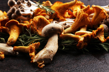 variety of raw mushrooms on wooden dark table. oyster and other fresh mushrooms.