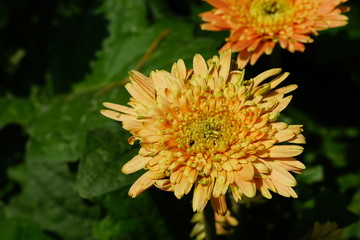 Close up of beautiful flower with nature background. The image contain certain grain or noise and soft focus.
