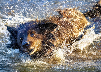 Dog having fun in a river