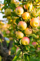 Vitamin for your health. Raw vitamin fruit. Apples hang on tree branch. Natural vitamin food. Healthy dieting. The best way to take vitamin