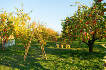 To plant garden is to believe in tomorrow. Apple garden. Apple trees grow in fruit garden. Garden trees on sunny day. Gardening. Orchard. Summer or autumn season. Harvest time