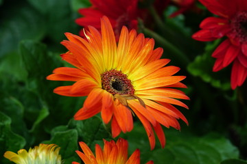 Close up of beautiful flower with nature background. The image contain certain grain or noise and soft focus.