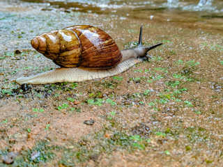 Brown snail crawling on a rainy day