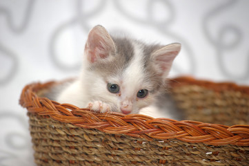Fototapeta na wymiar little white with gray kitten in a wicker basket