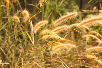 Grass flower in meadow