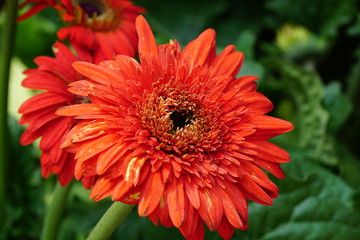 Close up of beautiful flower with nature background. The image contain certain grain or noise and soft focus.