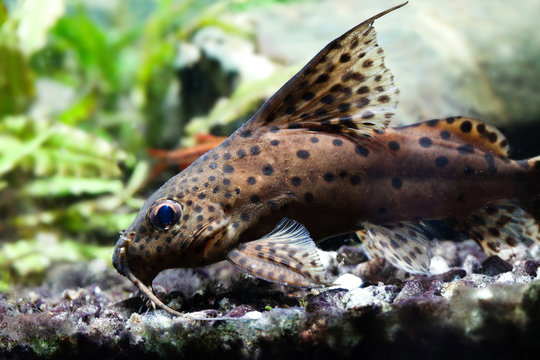 Aquarium with brown camouflage Catfish. Synodontis nigriventris blotched upside-down african predator fish. Shallow depth of field photo
