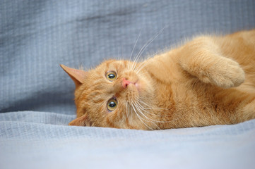 red cat lies playing, catches