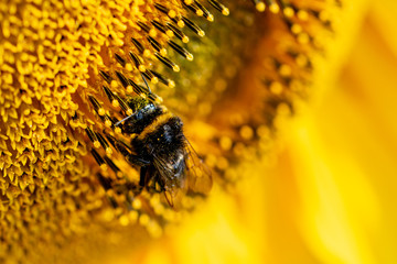 A bumblebee with pollen stuck to fur on a sunflower head