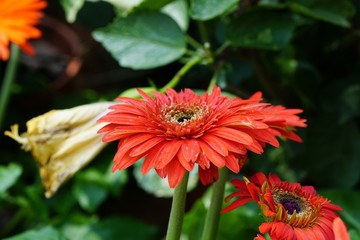 Close up of beautiful flower with nature background. The image contain certain grain or noise and soft focus.