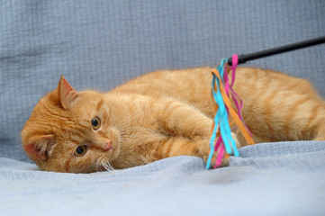 red cat lies playing, catches